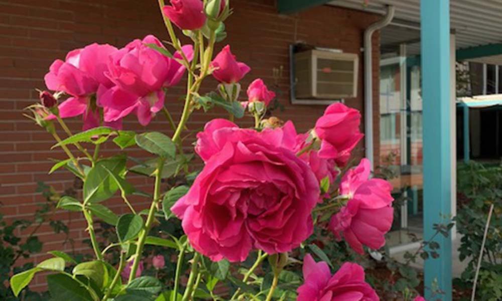 The TLC of Roses at IHRC 2