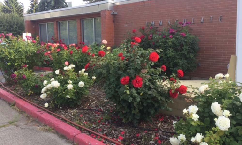 The TLC of Roses at IHRC 3