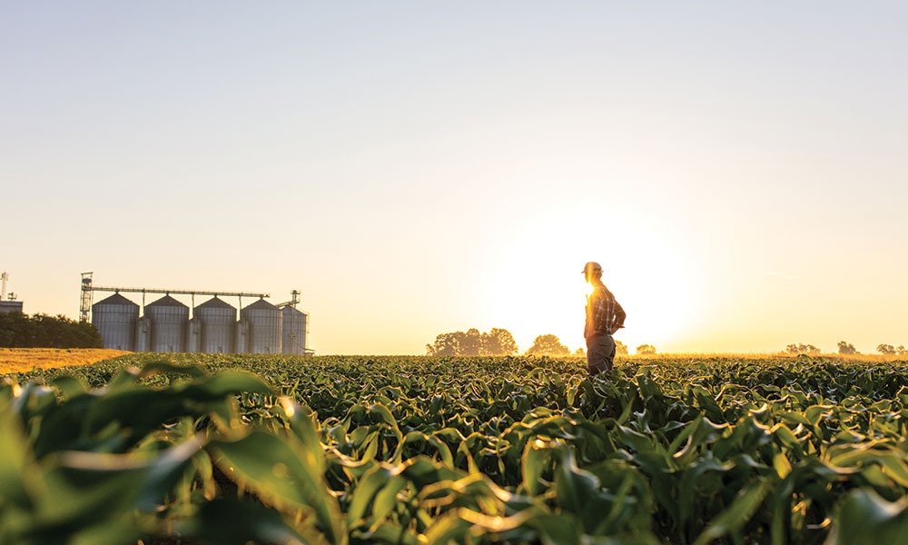 Farmer in a sunny field