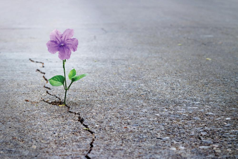 Close up of flower growing up from crack in the asphalt road